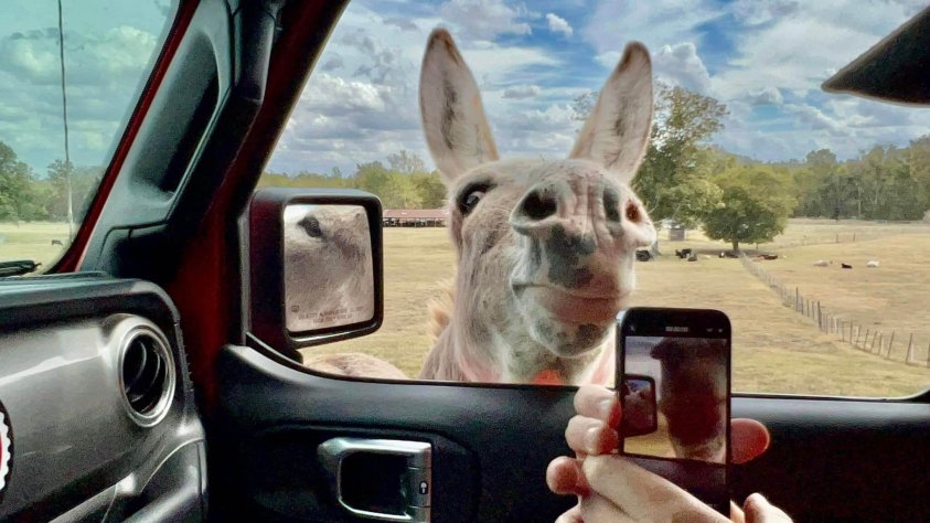 A llama is looking out the window of a car.